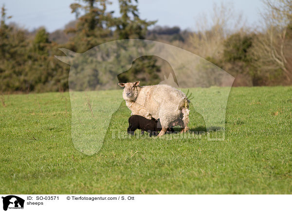 Schafe / sheeps / SO-03571