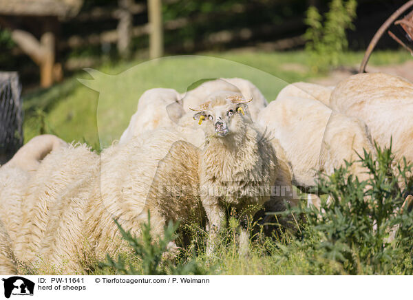 Schafherde / herd of sheeps / PW-11641