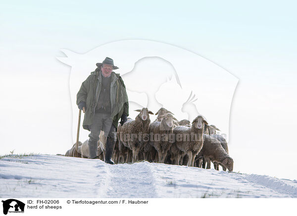 Schafherde / herd of sheeps / FH-02006