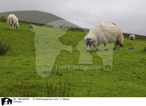 Schafe / sheeps / JM-08906