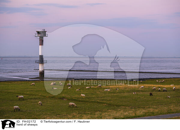 Schafherde / herd of sheeps / FH-02172