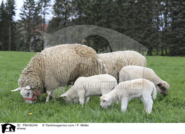 sheep / PM-08249