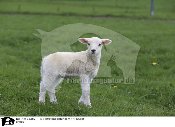 Schaf / sheep / PM-08252