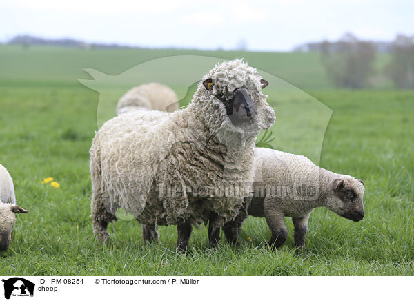 sheep / PM-08254