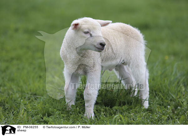 sheep / PM-08255