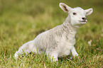 young lamb