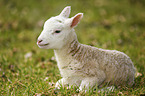 young lamb