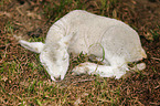 young lamb