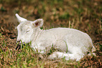 young lamb