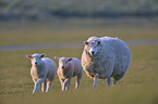 walking Sheeps