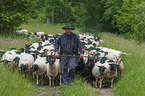 Shepherd with flock of Sheep