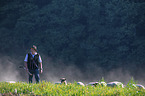 Shepherd with flock of Sheep