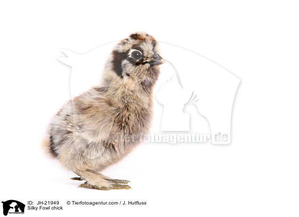 Seidenhuhn Kken / Silky Fowl chick / JH-21949