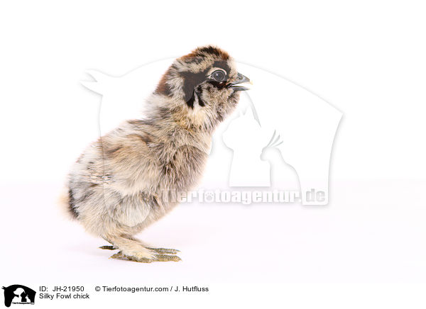 Silky Fowl chick / JH-21950