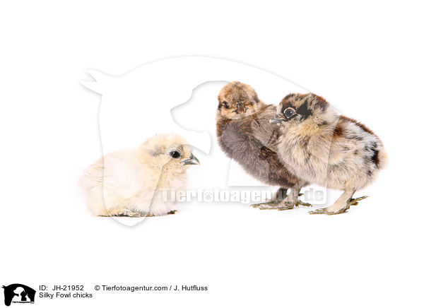 Silky Fowl chicks / JH-21952