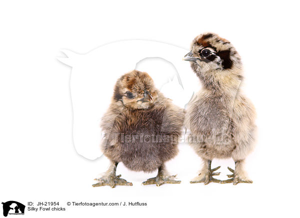 Silky Fowl chicks / JH-21954