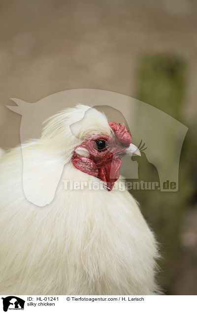 Seidenhuhn / silky chicken / HL-01241