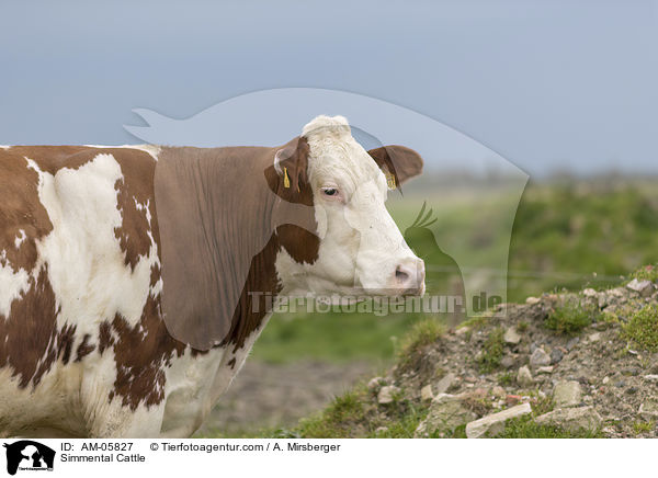Simmental Cattle / AM-05827