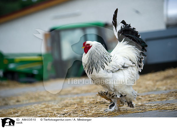 cock / AM-03510