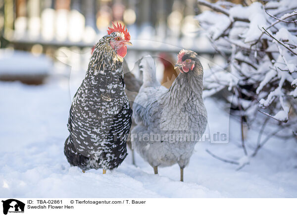 Schwedisches Blumenhuhn / Swedish Flower Hen / TBA-02861