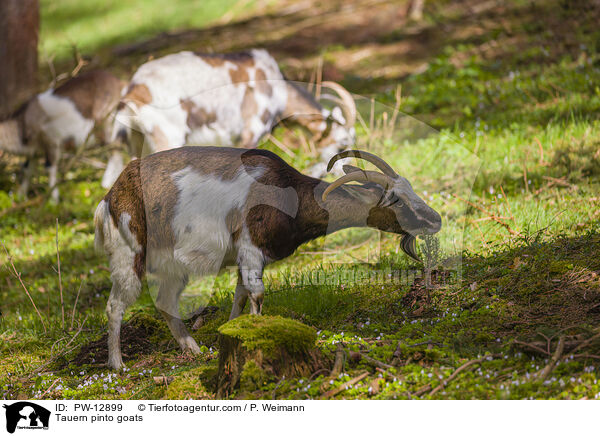 Tauernscheckenziegen / Tauern pinto goats / PW-12899