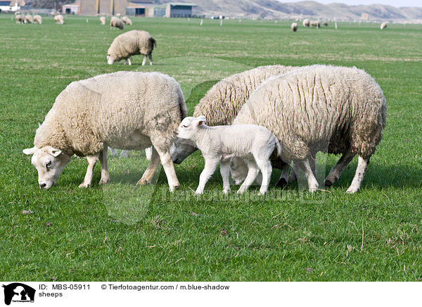 Schafe / sheeps / MBS-05911