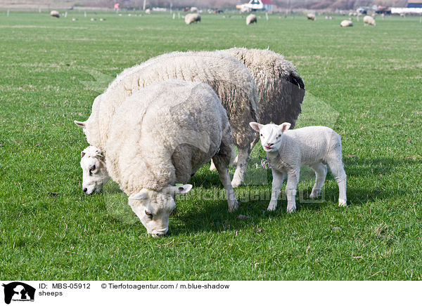 Schafe / sheeps / MBS-05912