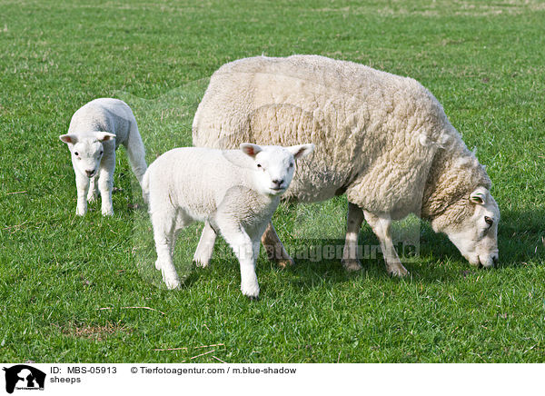 Schafe / sheeps / MBS-05913