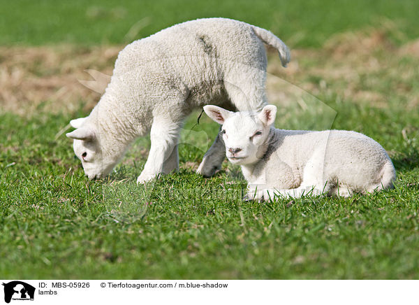Texelschaf Lmmer / lambs / MBS-05926