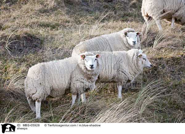 Schafe / sheeps / MBS-05928