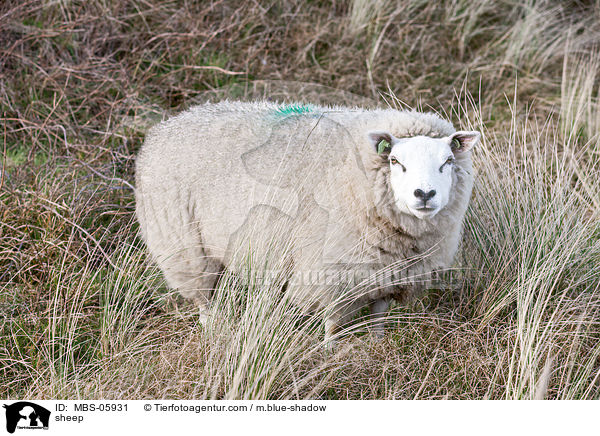 Schaf / sheep / MBS-05931