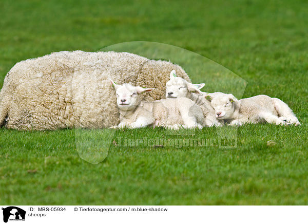 Schafe / sheeps / MBS-05934