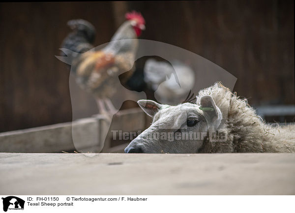Texel Sheep portrait / FH-01150