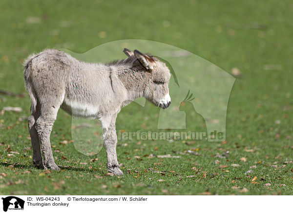 Thuringian donkey / WS-04243