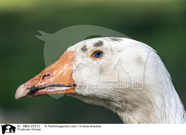 Toulouser Gans / Toulouse Goose / MBS-25312