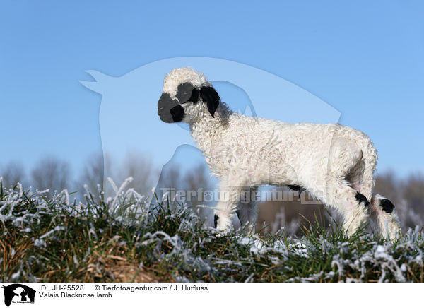 Walliser Schwarznasenschaf Lamm / Valais Blacknose lamb / JH-25528