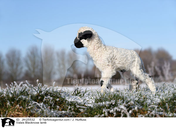 Walliser Schwarznasenschaf Lamm / Valais Blacknose lamb / JH-25532