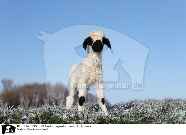 Walliser Schwarznasenschaf Lamm / Valais Blacknose lamb / JH-25533