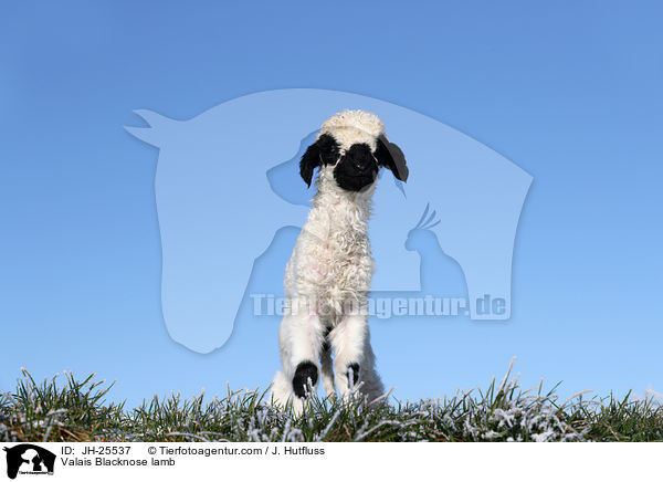 Walliser Schwarznasenschaf Lamm / Valais Blacknose lamb / JH-25537