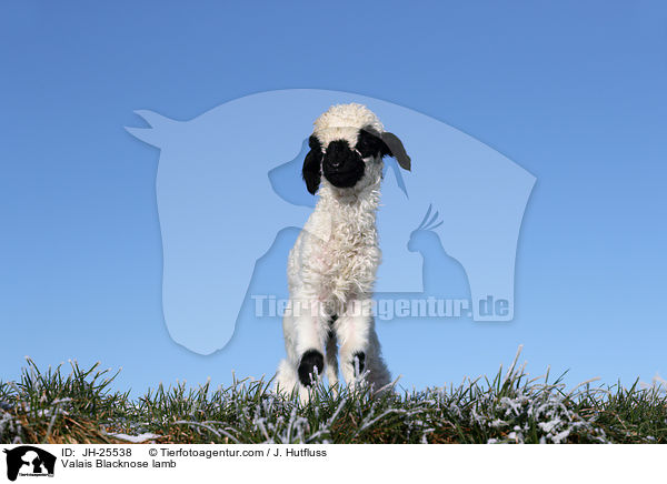 Walliser Schwarznasenschaf Lamm / Valais Blacknose lamb / JH-25538