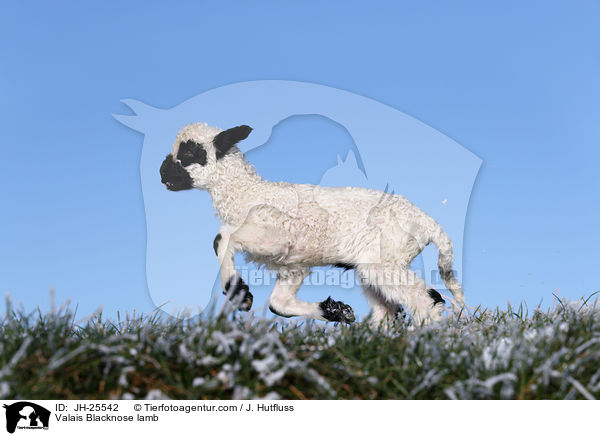 Walliser Schwarznasenschaf Lamm / Valais Blacknose lamb / JH-25542