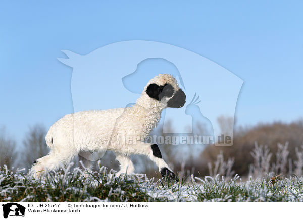 Walliser Schwarznasenschaf Lamm / Valais Blacknose lamb / JH-25547