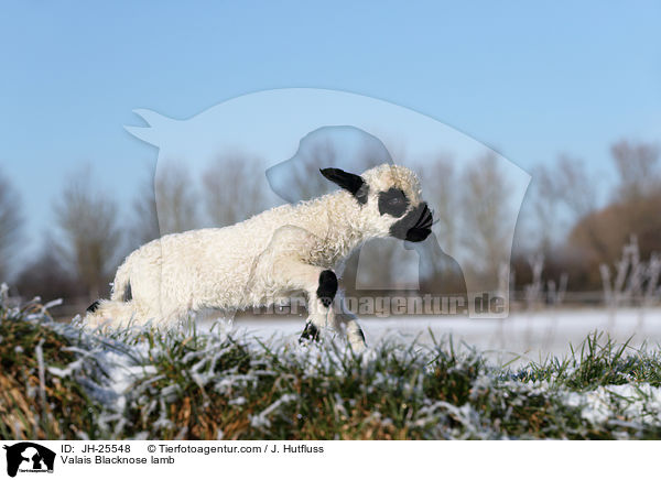 Walliser Schwarznasenschaf Lamm / Valais Blacknose lamb / JH-25548