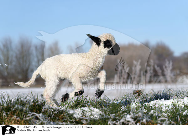 Walliser Schwarznasenschaf Lamm / Valais Blacknose lamb / JH-25549