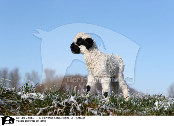 Walliser Schwarznasenschaf Lamm / Valais Blacknose lamb / JH-25550