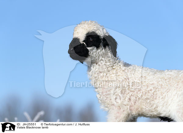 Walliser Schwarznasenschaf Lamm / Valais Blacknose lamb / JH-25551