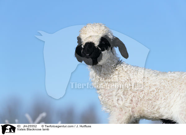 Walliser Schwarznasenschaf Lamm / Valais Blacknose lamb / JH-25552