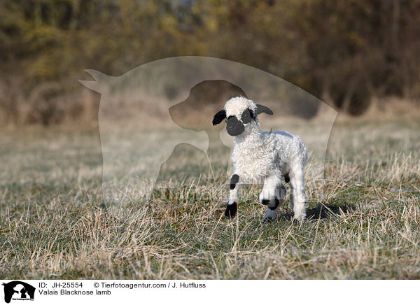 Walliser Schwarznasenschaf Lamm / Valais Blacknose lamb / JH-25554