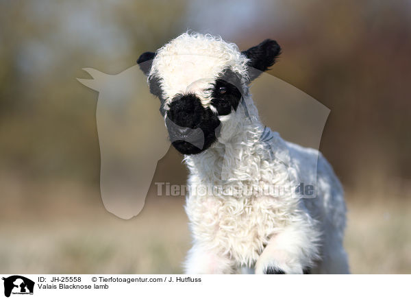 Walliser Schwarznasenschaf Lamm / Valais Blacknose lamb / JH-25558