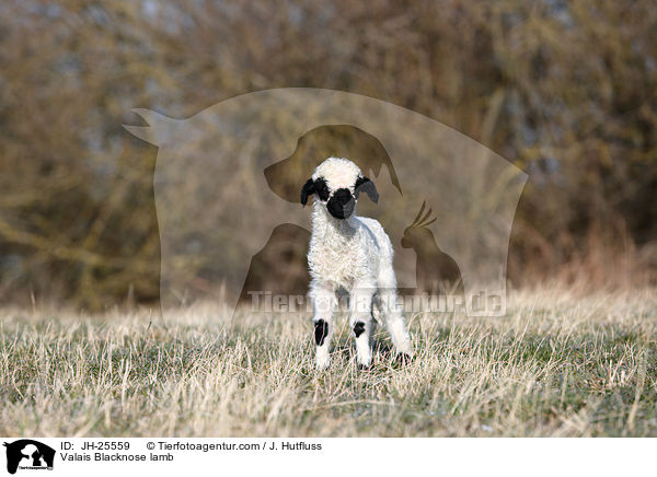 Walliser Schwarznasenschaf Lamm / Valais Blacknose lamb / JH-25559